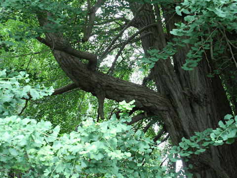 Ginkgo biloba