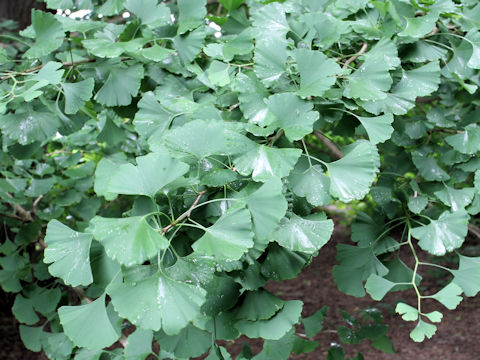 Ginkgo biloba