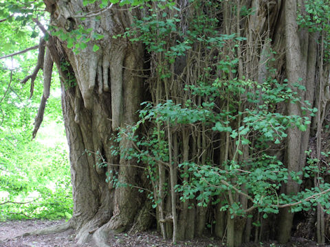 Ginkgo biloba