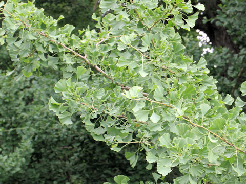 Ginkgo biloba