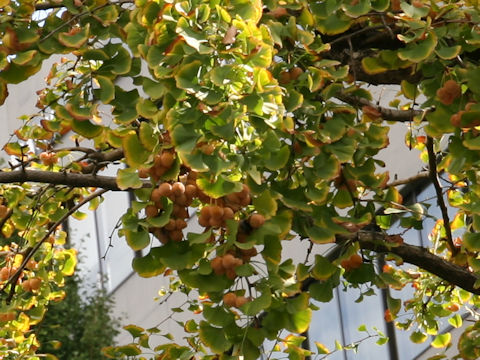 Ginkgo biloba