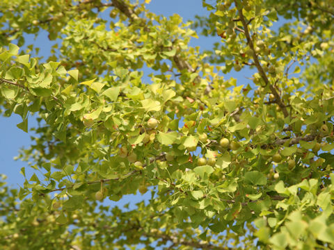 Ginkgo biloba