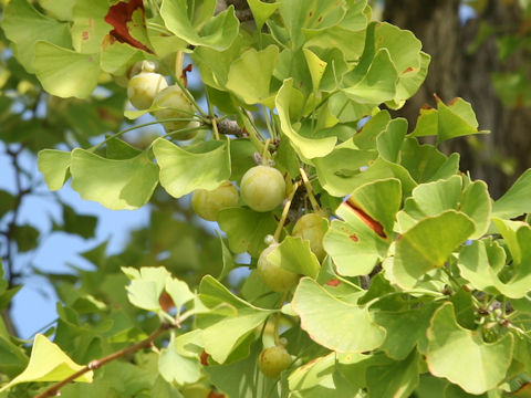 Ginkgo biloba