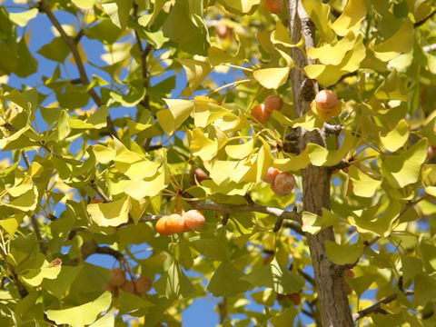 Ginkgo biloba