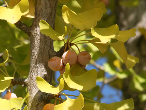 Ginkgo biloba