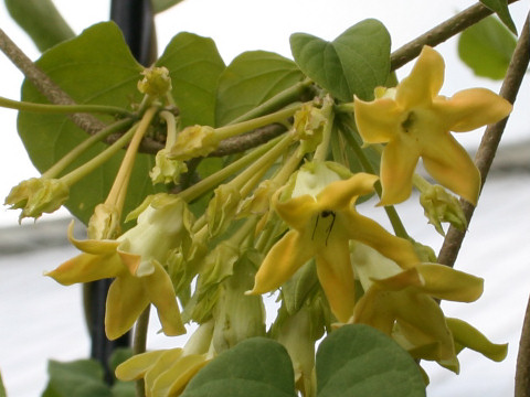 Telosma cordata