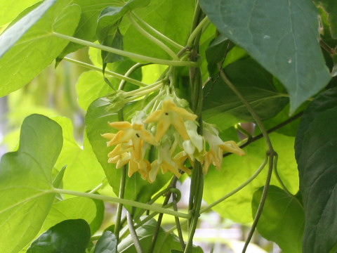 Telosma cordata