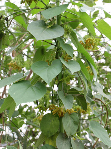 Telosma cordata