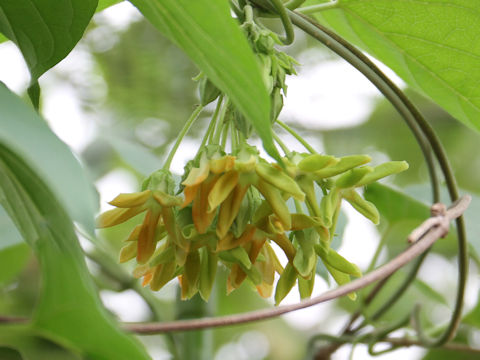 Telosma cordata