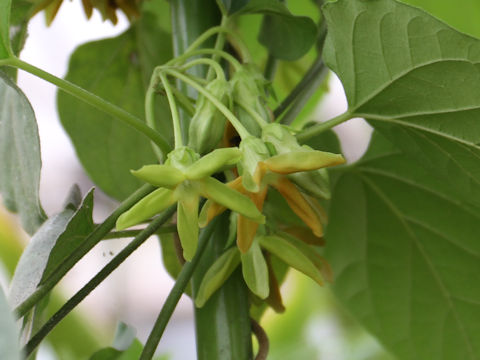 Telosma cordata