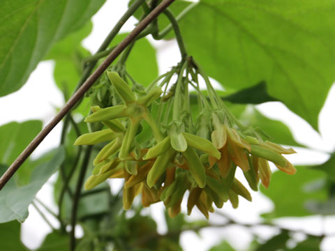 Telosma cordata