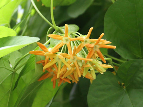 Telosma cordata