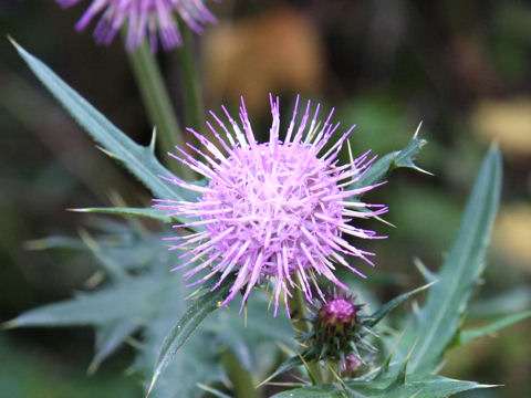 Cirsium nipponicum var. comosum