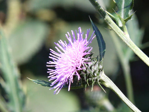 Cirsium nipponicum var. comosum