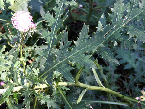 Cirsium nipponicum var. comosum