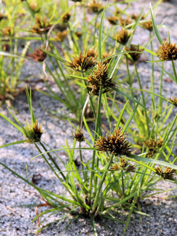 Cyperus polystachyos