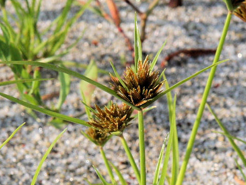 Cyperus polystachyos