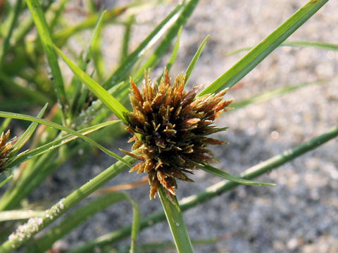 Cyperus polystachyos