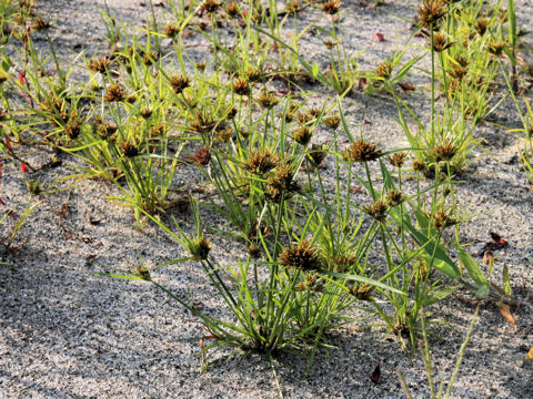 Cyperus polystachyos