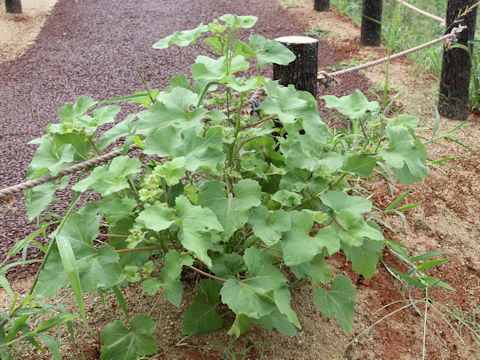 Xanthium italicum