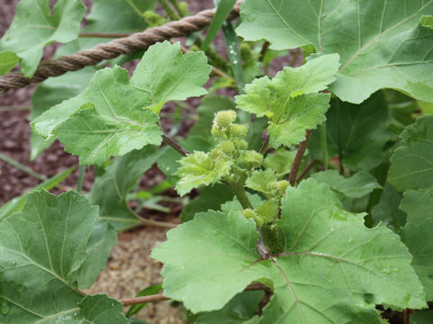 Xanthium italicum