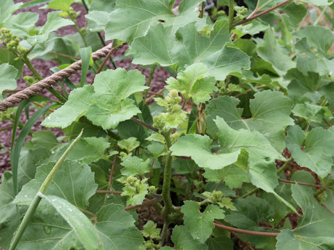 Xanthium italicum