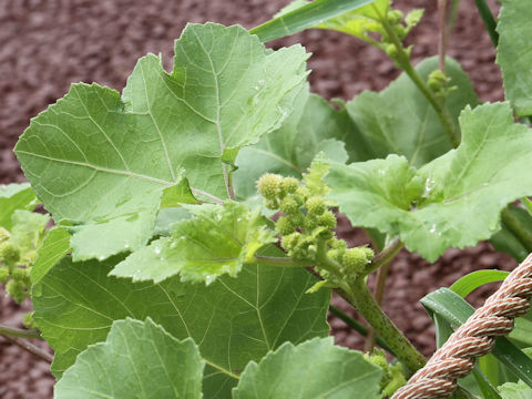 Xanthium italicum