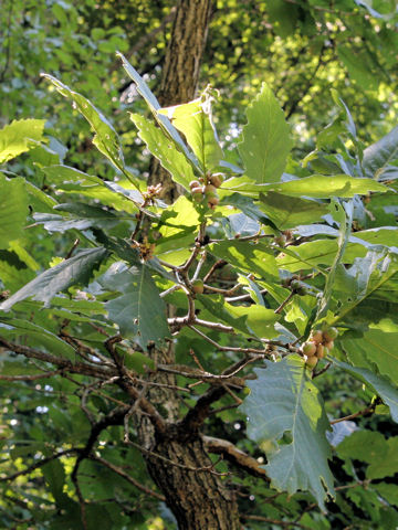 Quercus robur