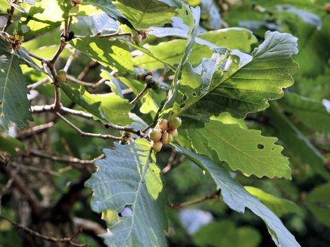 Quercus robur