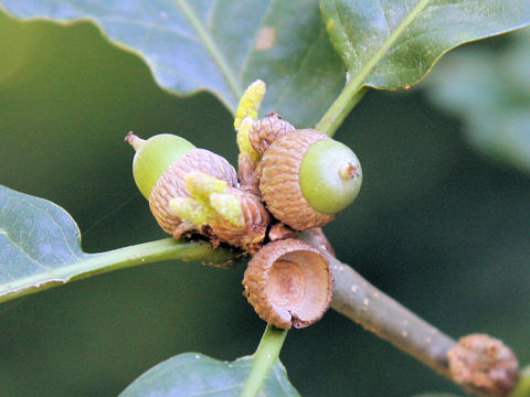 Quercus robur