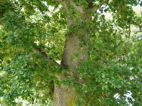 Quercus robur