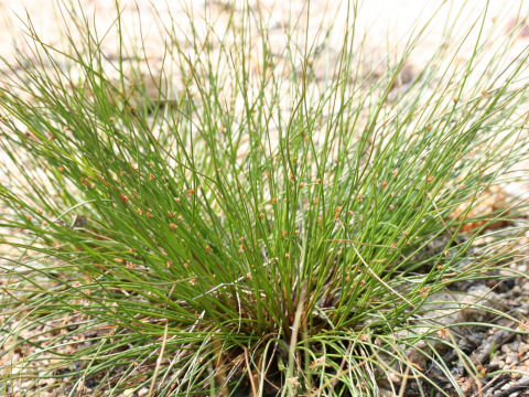 Juncus effusus var. decipiens