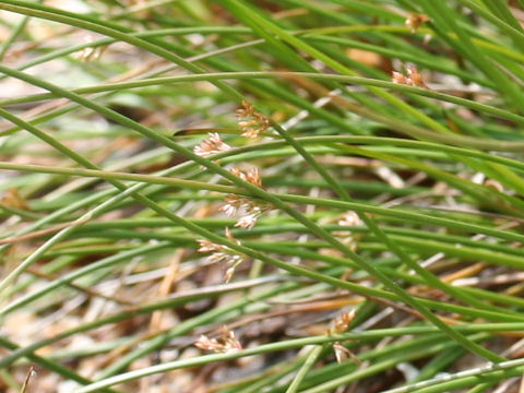 Juncus effusus var. decipiens