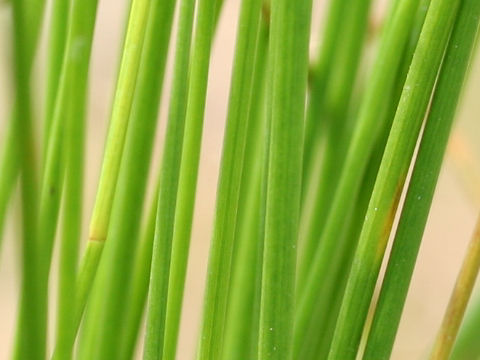 Juncus effusus var. decipiens