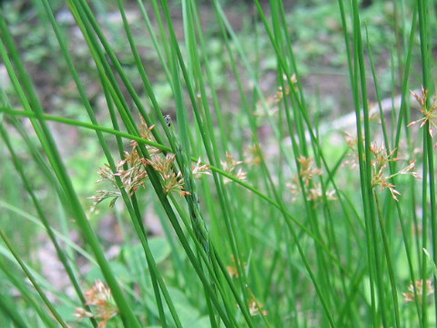 Juncus effusus var. decipiens