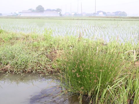 Juncus effusus var. decipiens