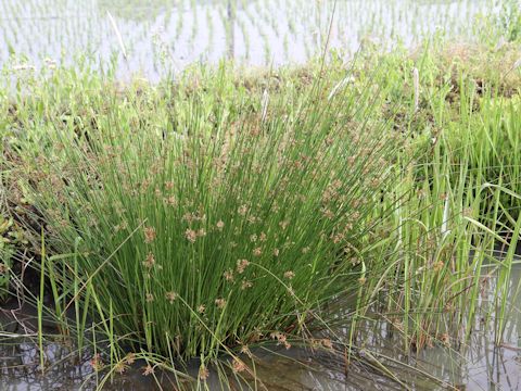 Juncus effusus var. decipiens