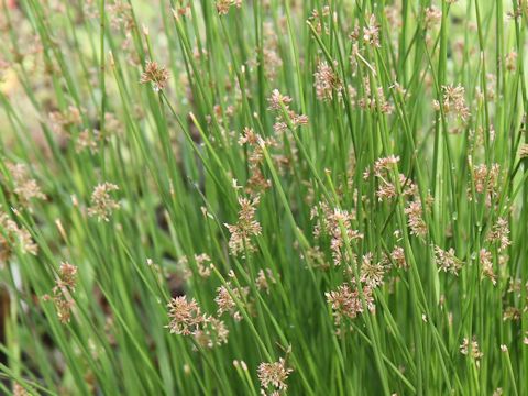 Juncus effusus var. decipiens