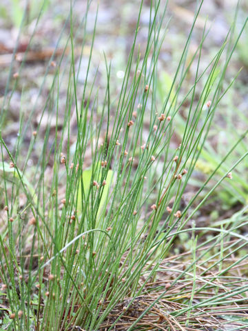 Juncus effusus var. decipiens