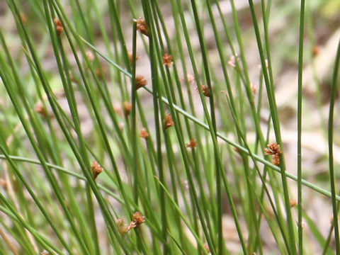 Juncus effusus var. decipiens