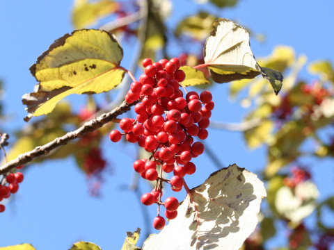 Idesia polycarpa