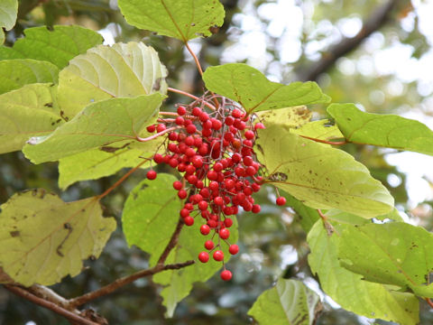 Idesia polycarpa