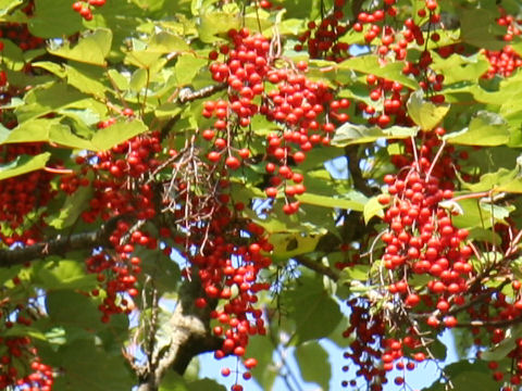 Idesia polycarpa