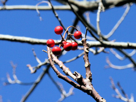 Idesia polycarpa