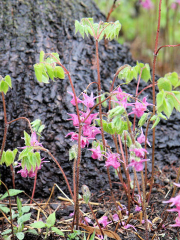 Epimedium grandiflorum var. thunbergianum