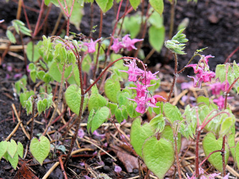 Epimedium grandiflorum var. thunbergianum