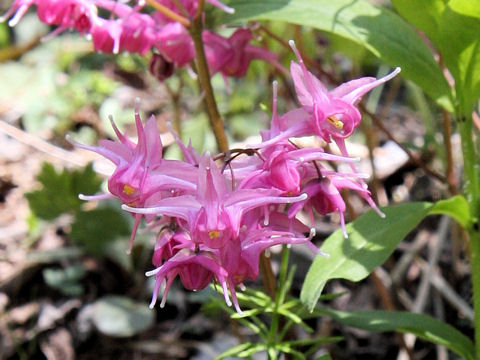 Epimedium grandiflorum var. thunbergianum