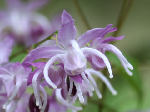 Epimedium grandiflorum var. thunbergianum