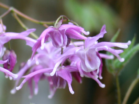 Epimedium grandiflorum var. thunbergianum