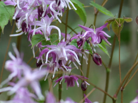 Epimedium grandiflorum var. thunbergianum